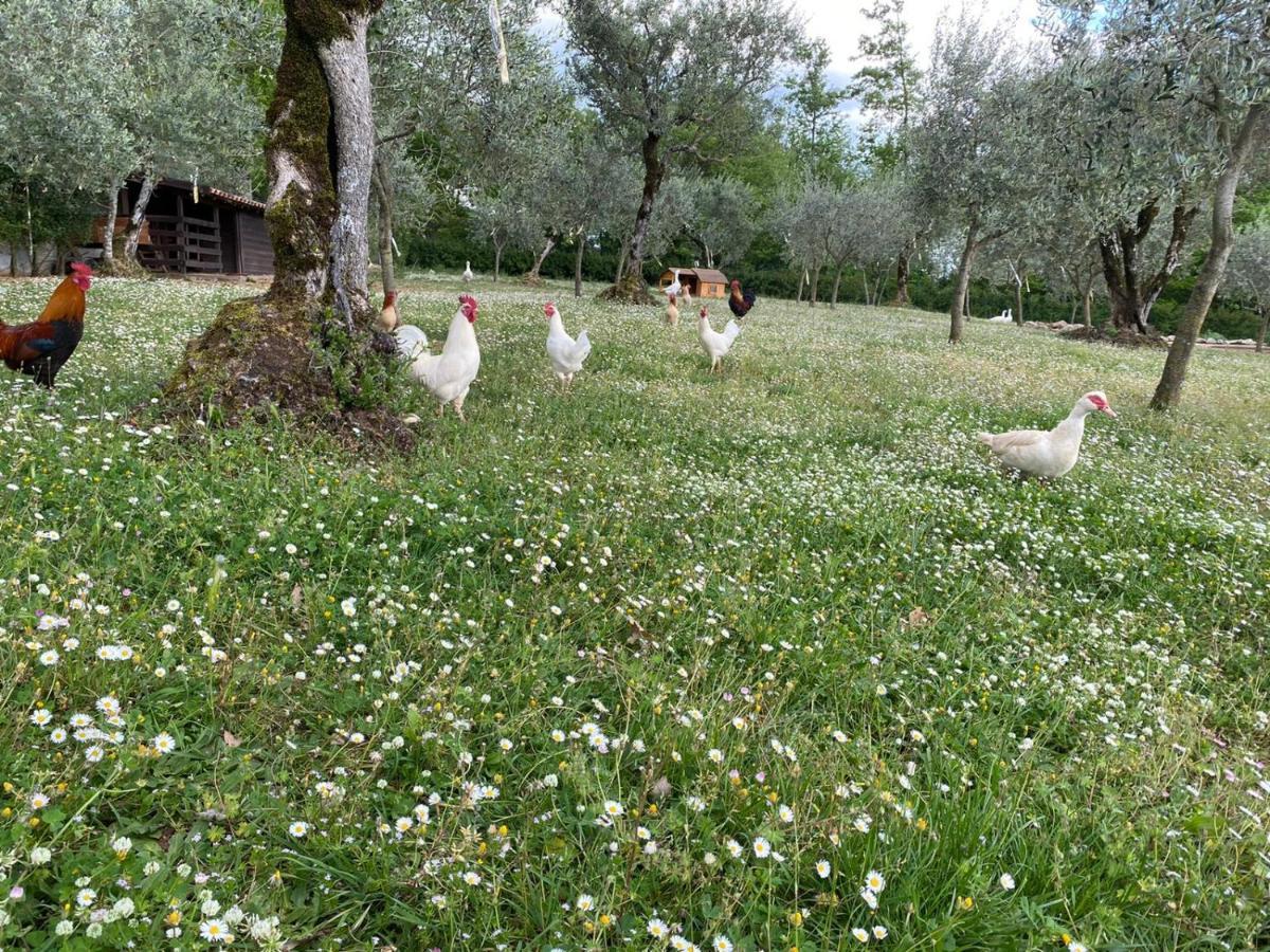 Agriturismo L'Ulivo Padula Eksteriør billede